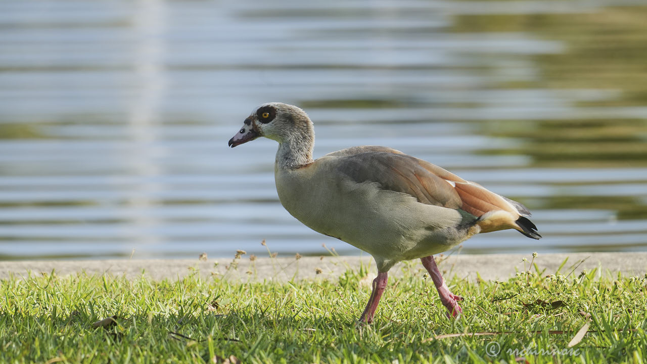 Egyptian goose
