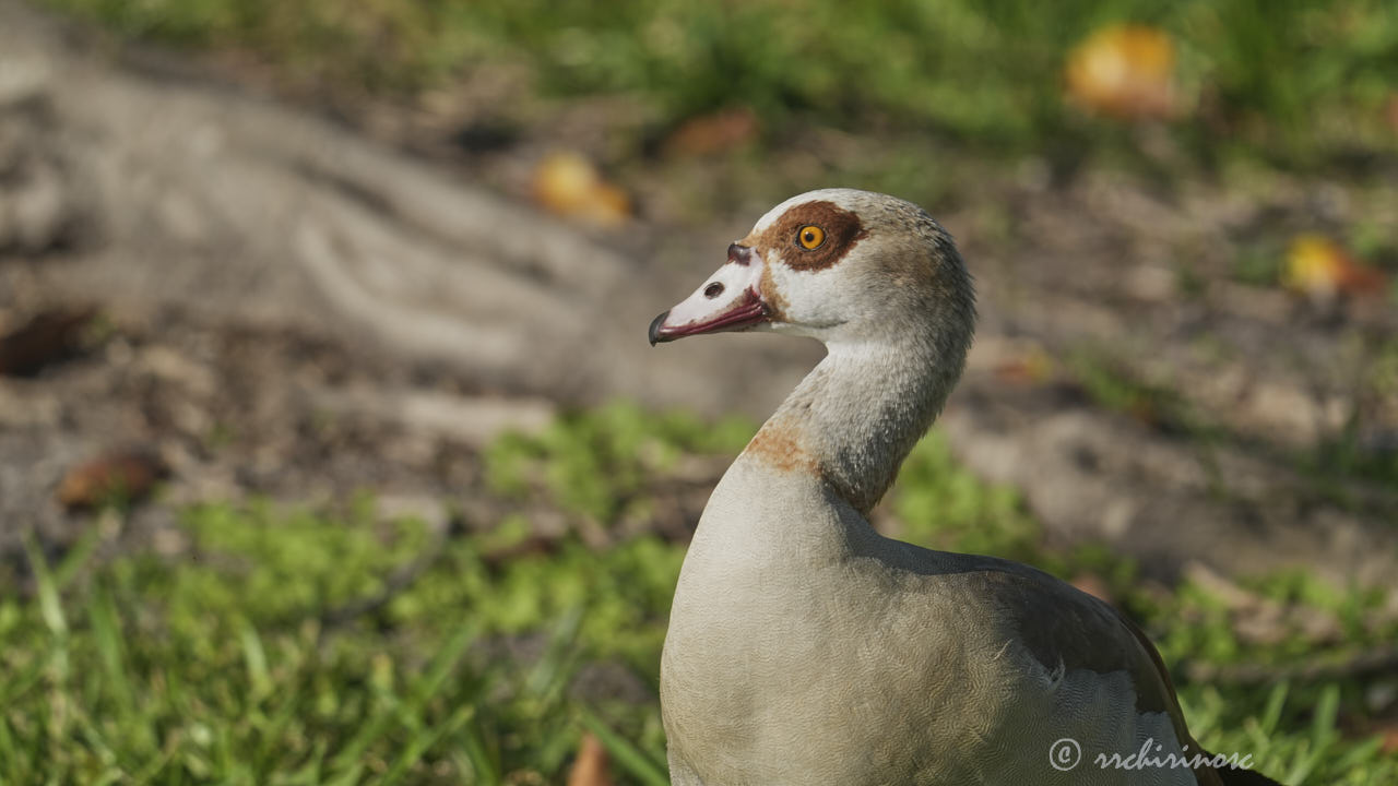 Egyptian goose