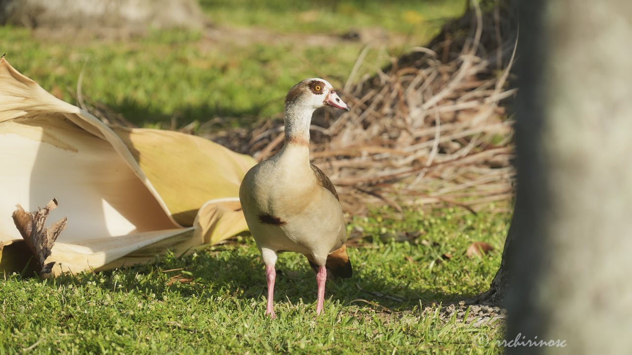 Egyptian goose