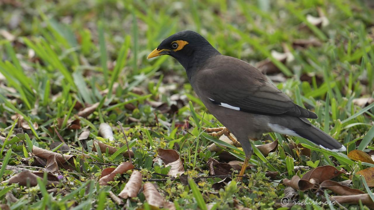 Common myna