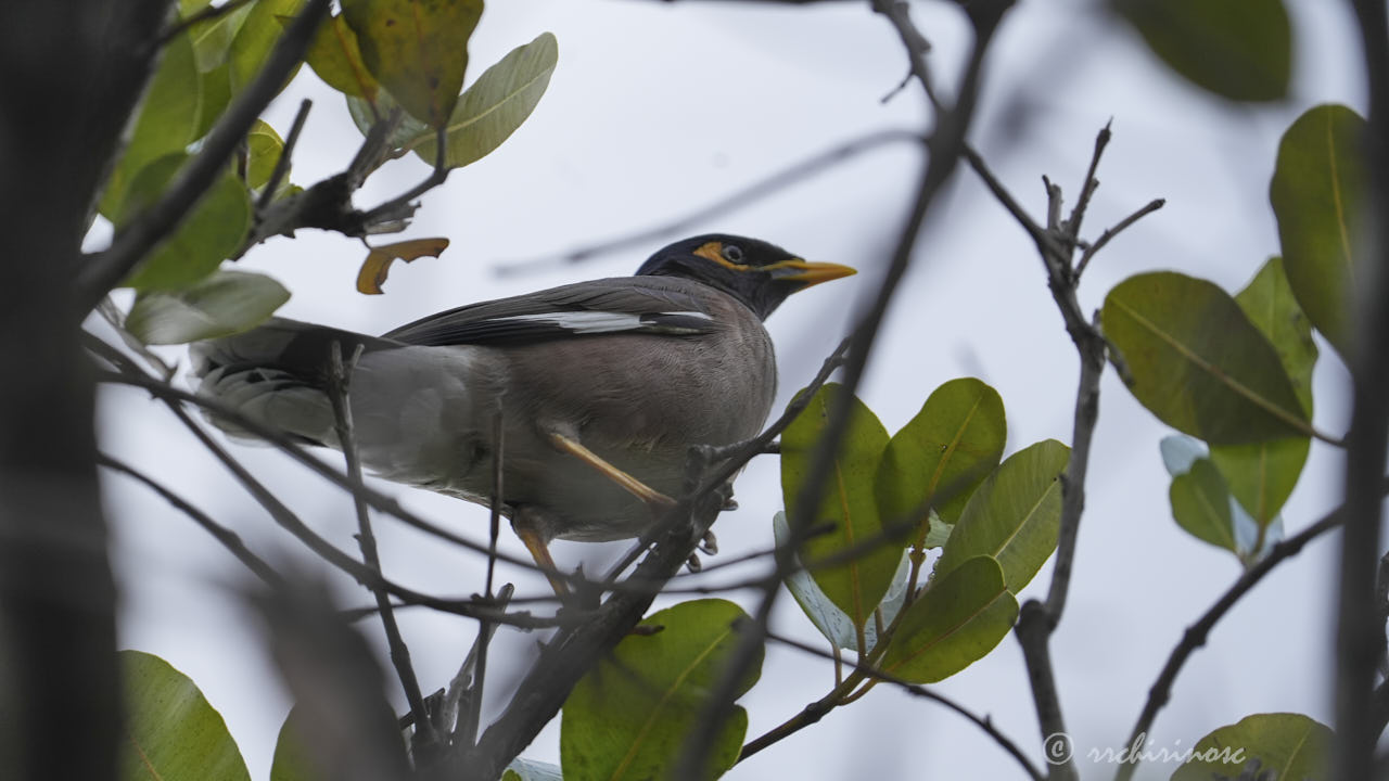 Common myna