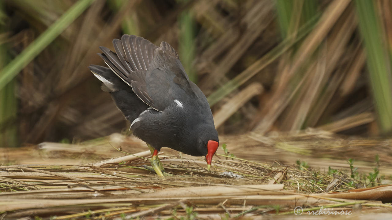 Common gallinule