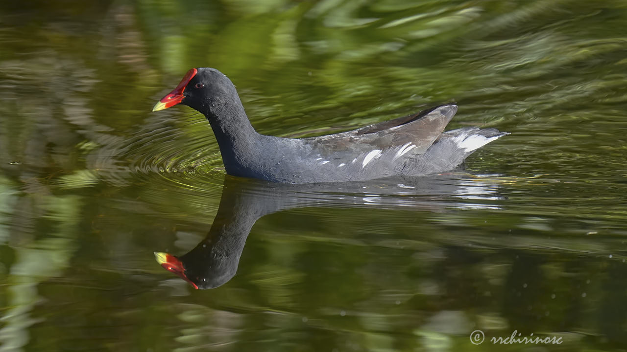 Common gallinule