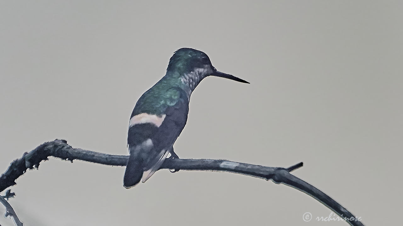 Festive coquette hummingbird