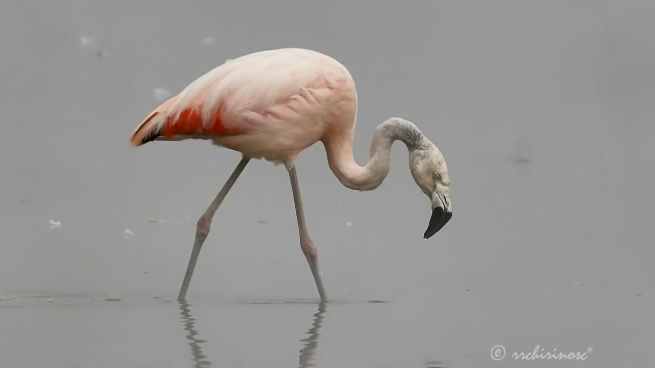 Chilean flamingo