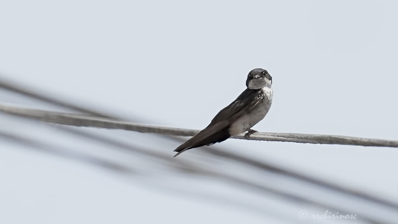 Blue-and-white swallow
