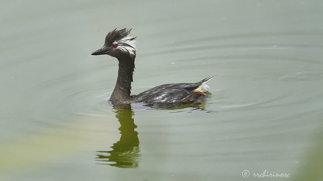 White-tufted grebe