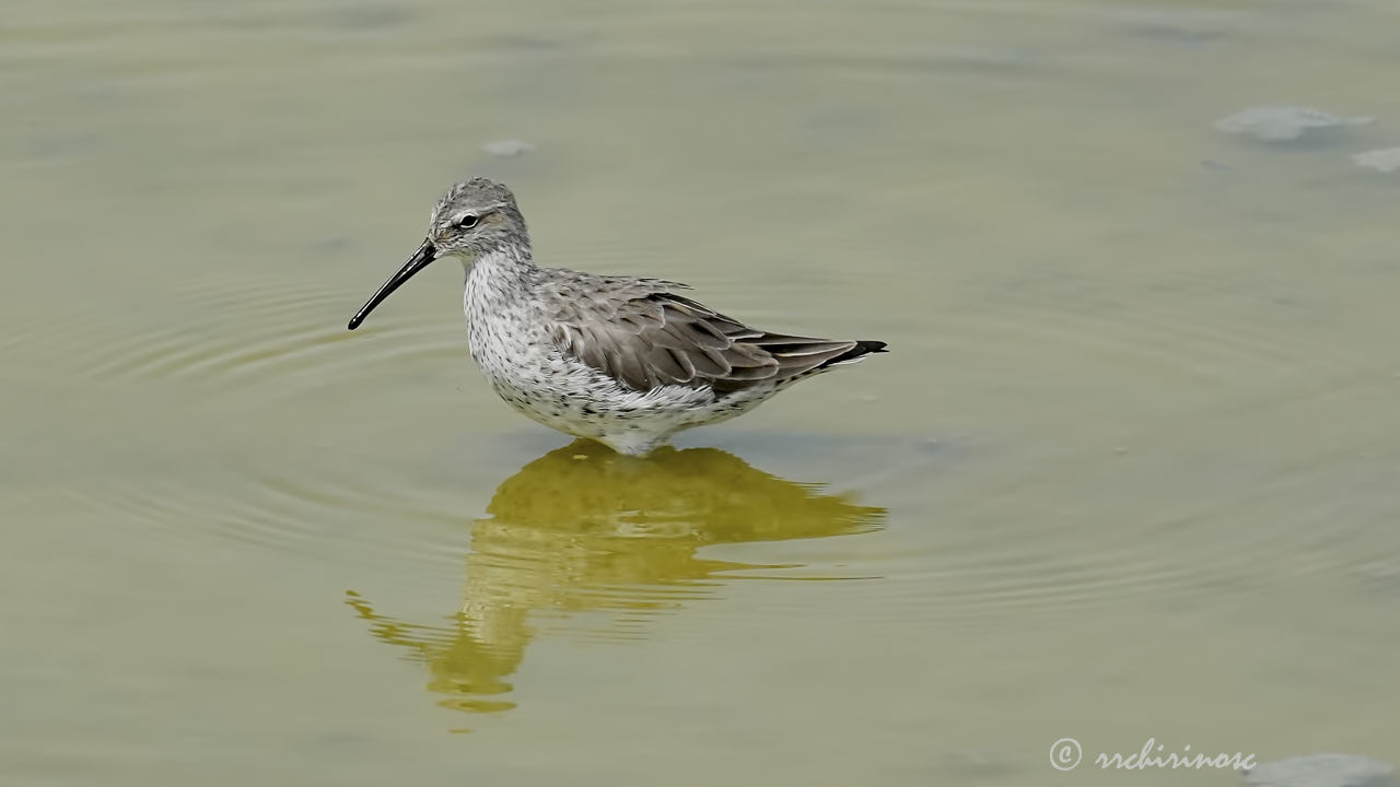 Stilt sandpiper