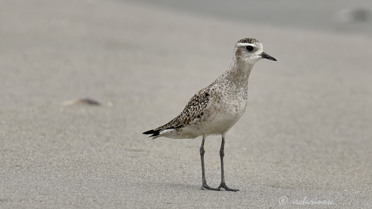 American golden plover