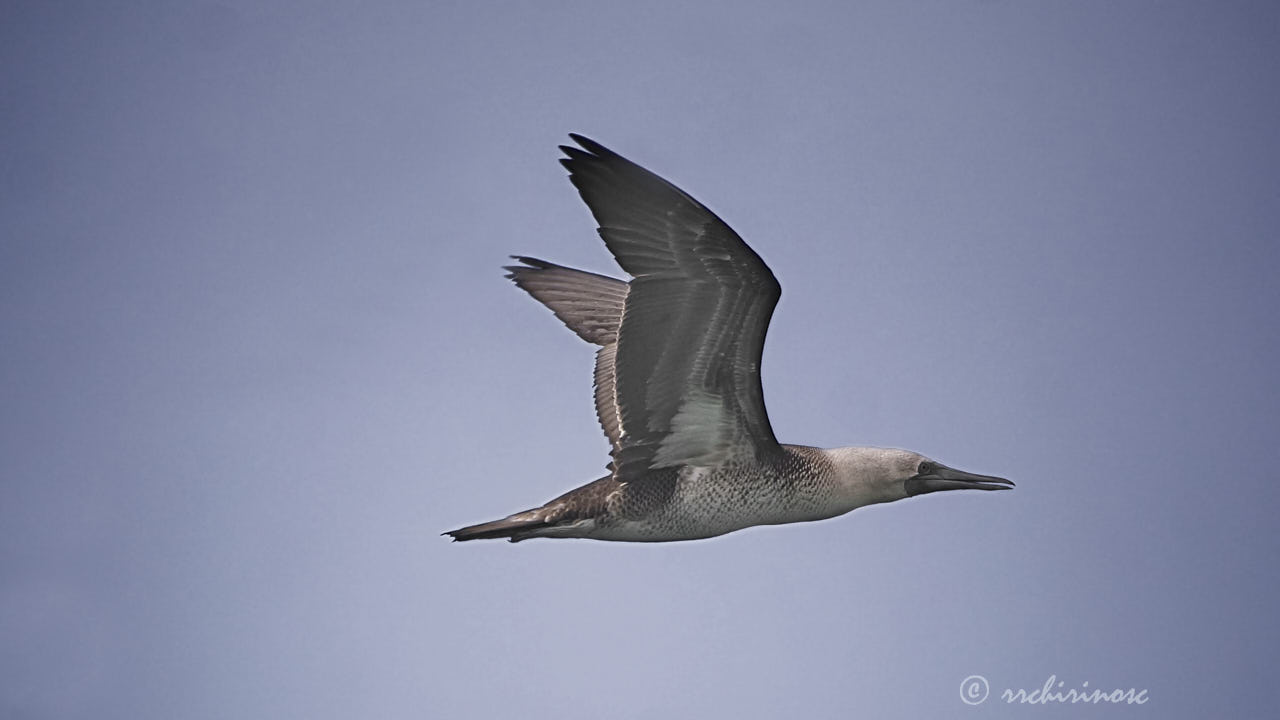 Blue-footed booby