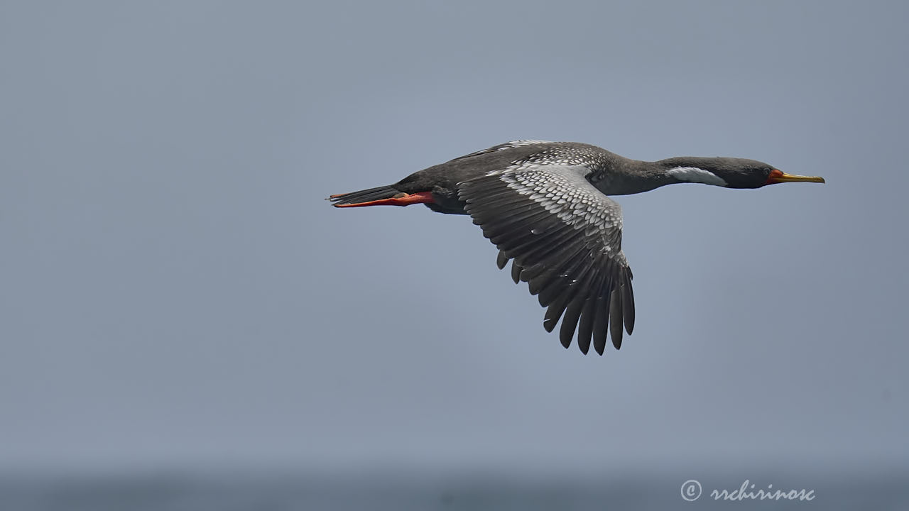 Red-legged cormorant