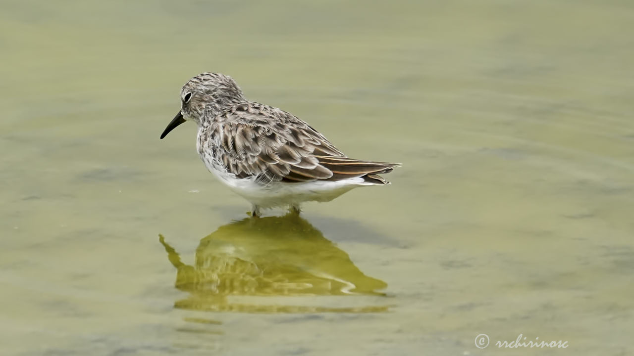 Semipalmated sandpiper