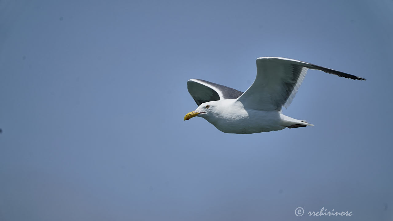 Glaucous-winged gull