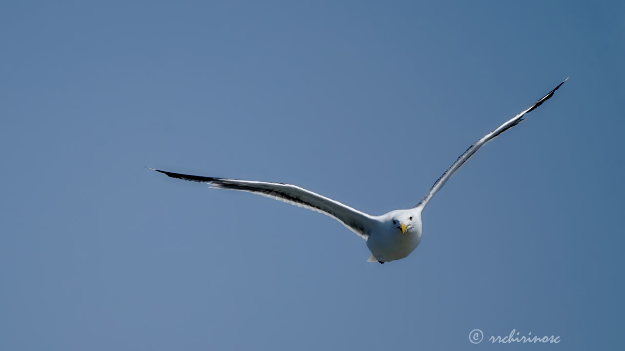Glaucous-winged gull