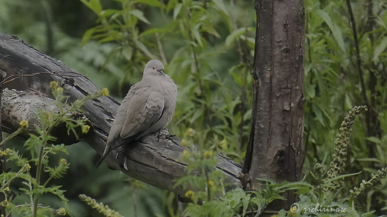 Black-winged ground dove