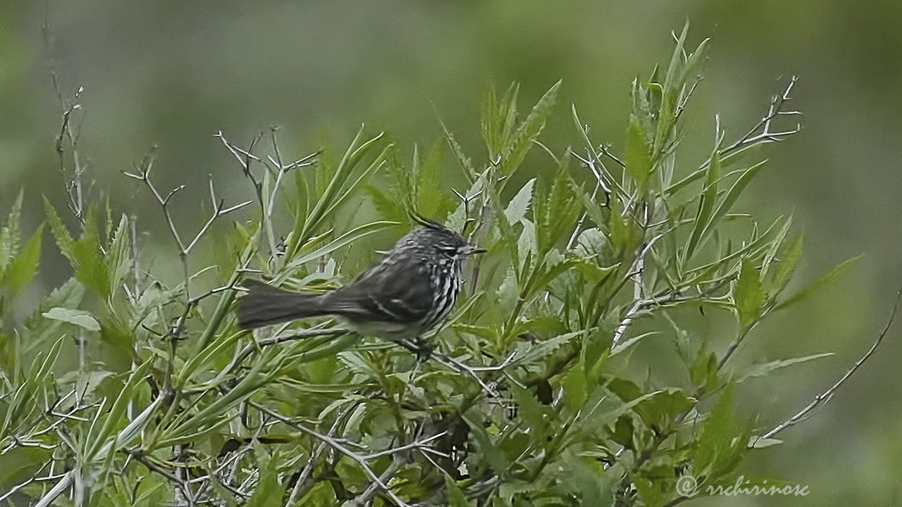 Yellow-billed tit-tyrant