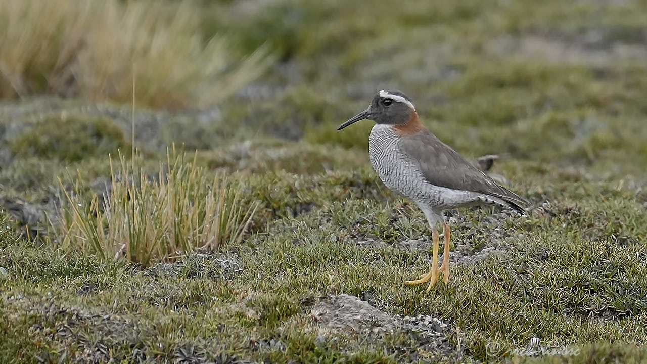 Diademed sandpiper-plover