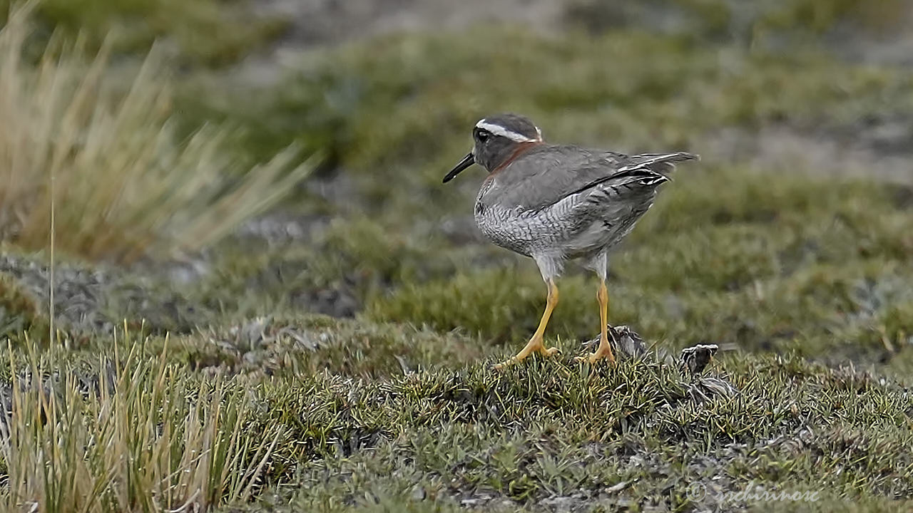 Diademed sandpiper-plover
