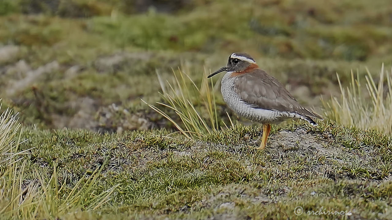 Diademed sandpiper-plover