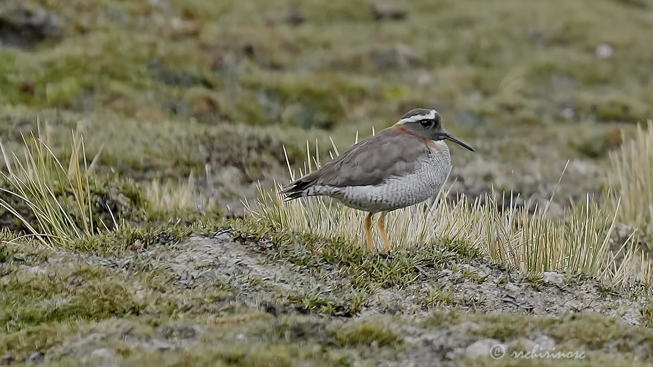 Diademed sandpiper-plover