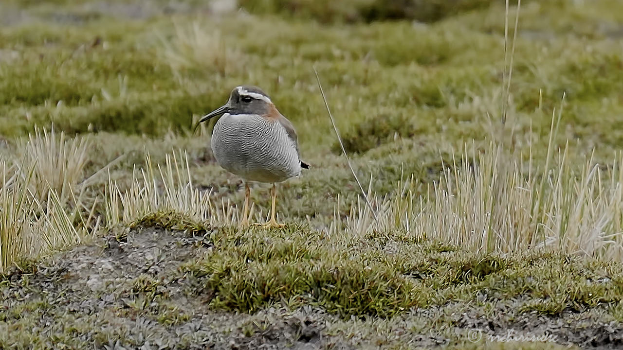 Diademed sandpiper-plover