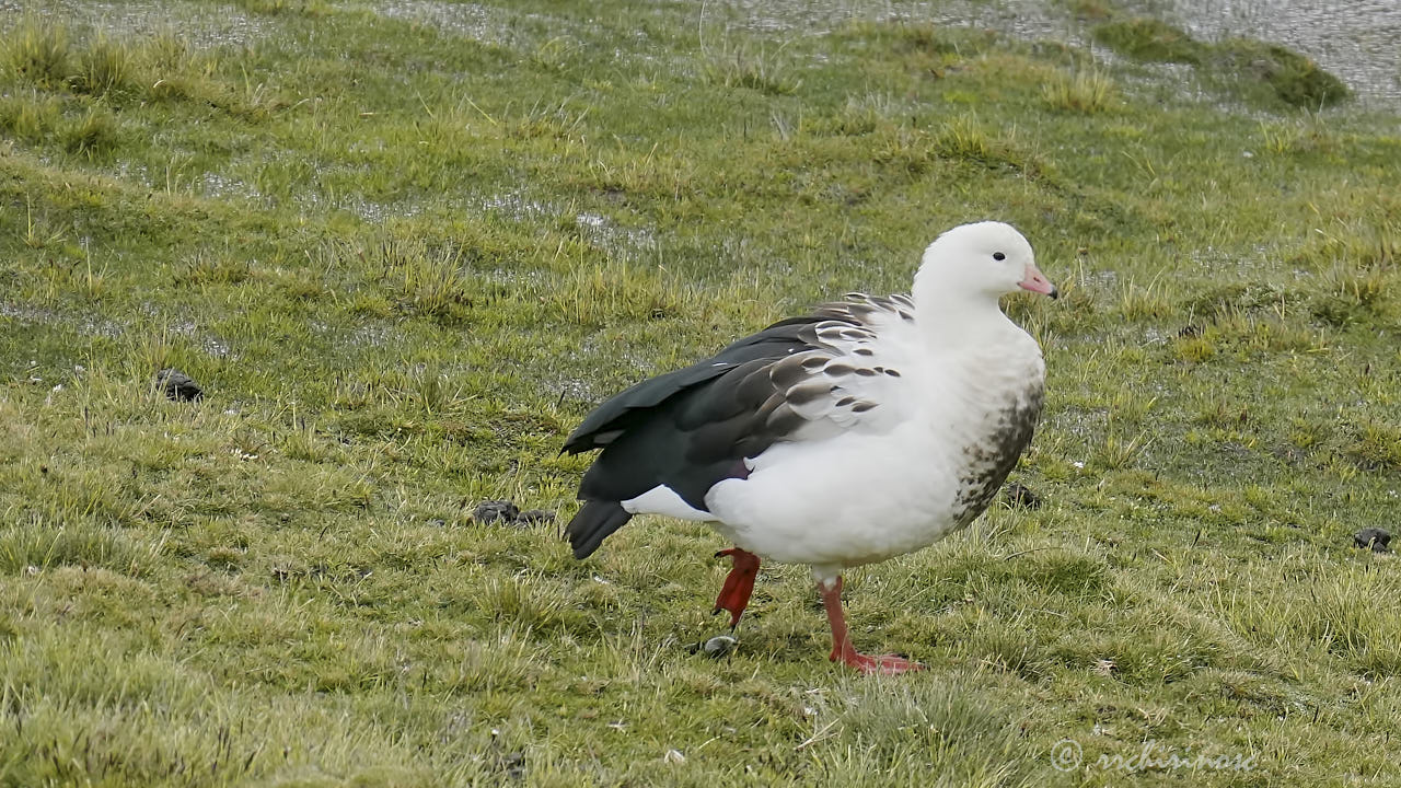 Andean goose