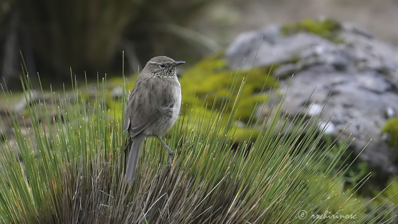 Streak-throated canastero