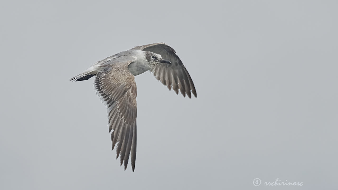 Franklin's gull