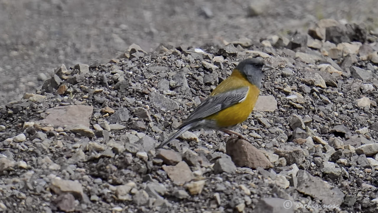 Peruvian sierra finch