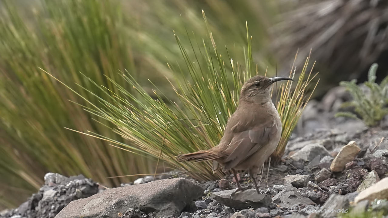Buff-breasted earthcreeper