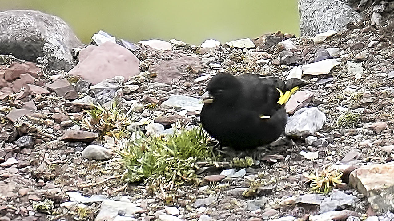 Black siskin