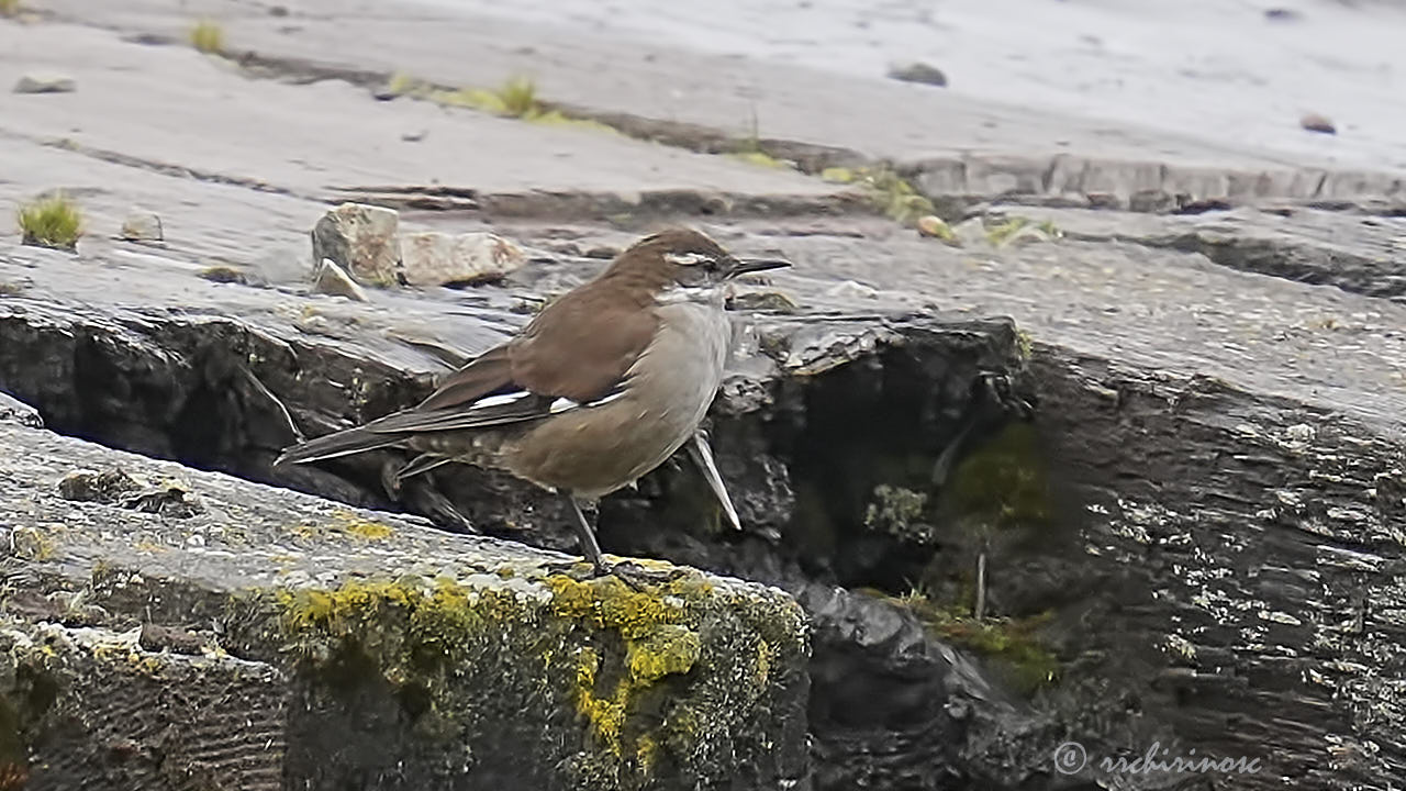 White-winged cinclodes