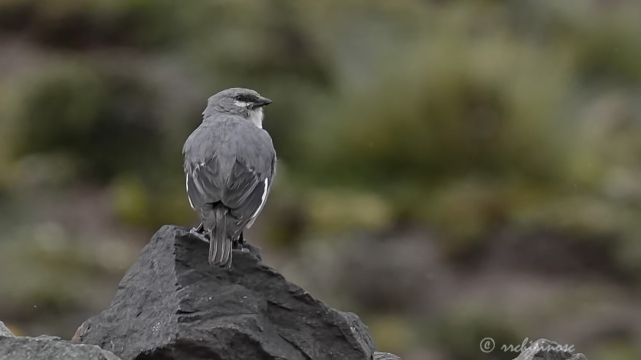 Glacier finch