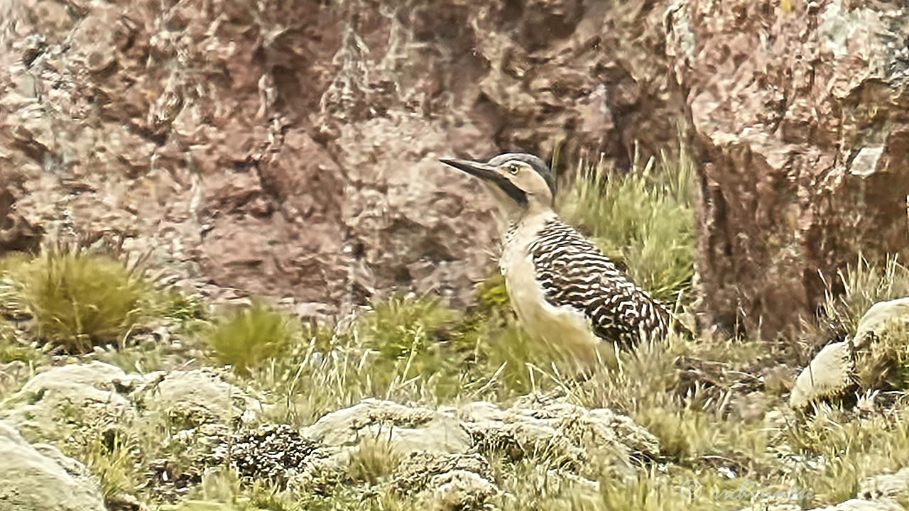 Andean flicker