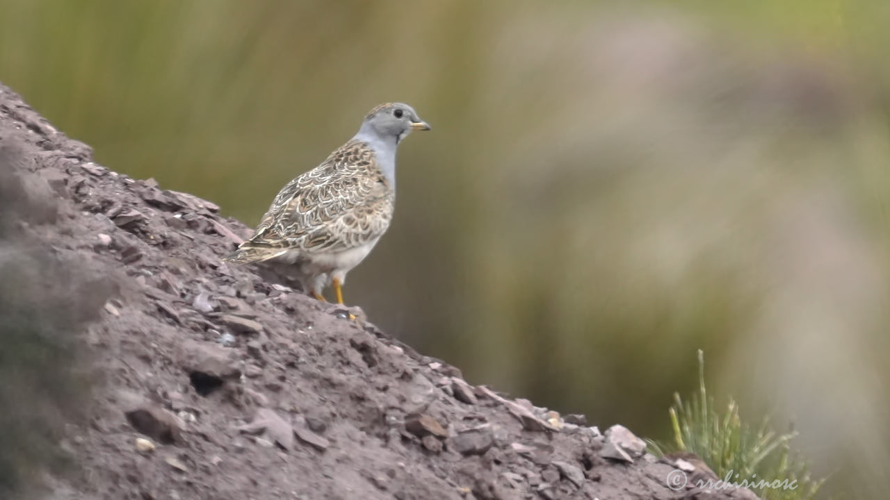 Gray-breasted seedsnipe