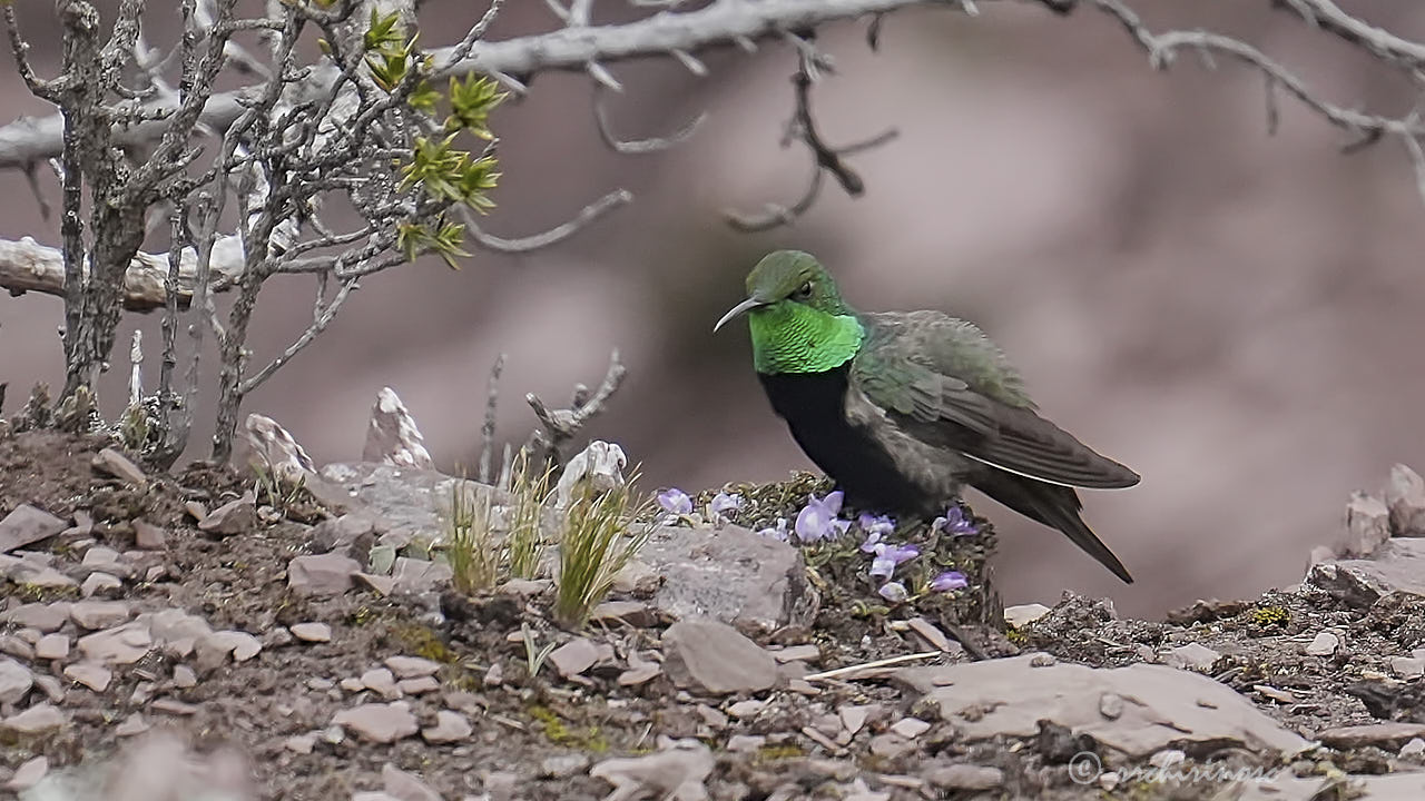 Black-breasted hillstar
