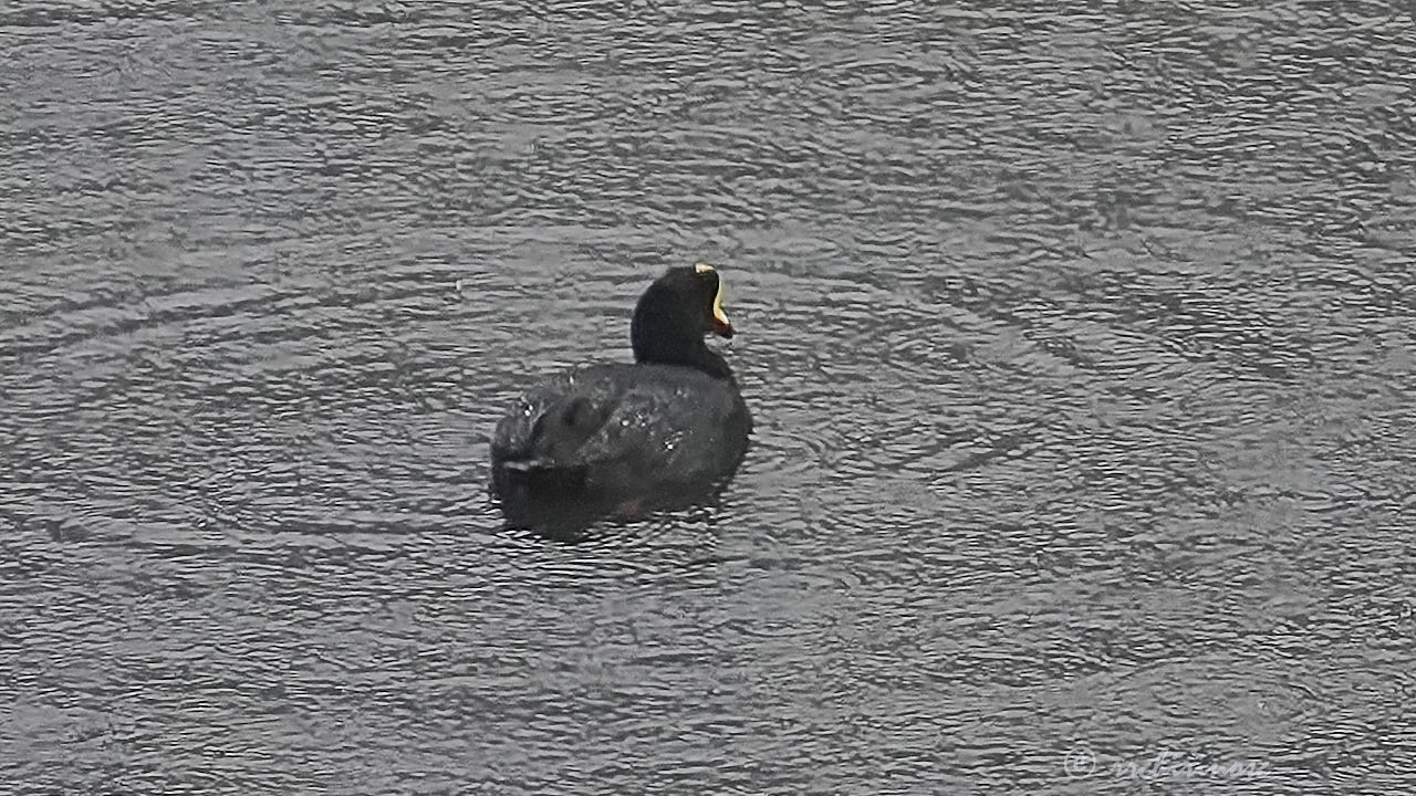 Giant coot
