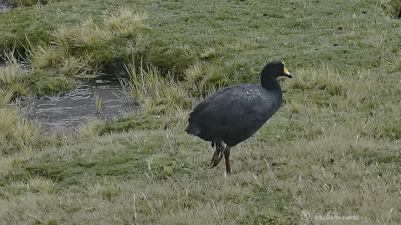 Giant coot