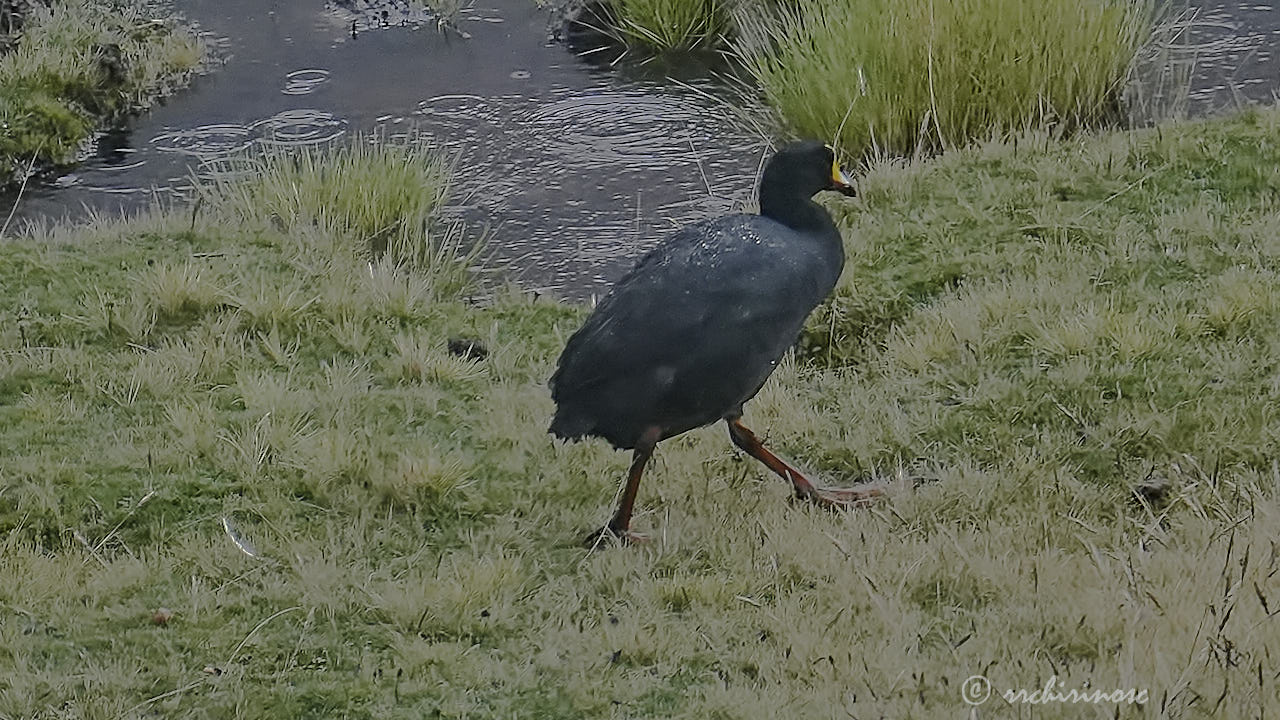 Giant coot