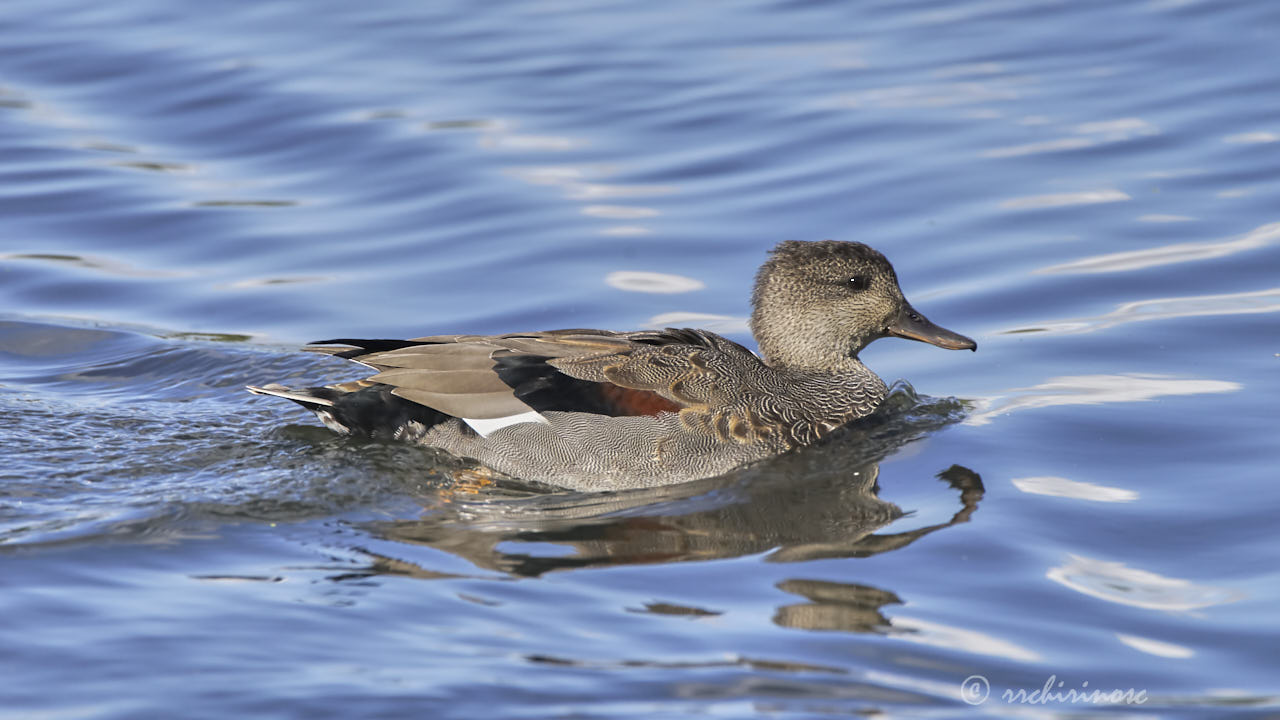 Gadwall