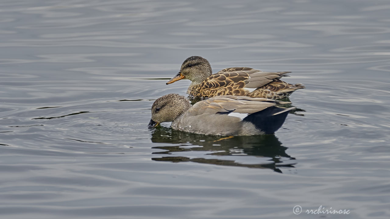 Gadwall