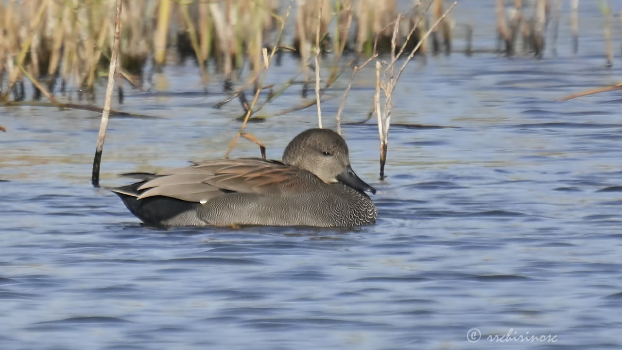 Gadwall
