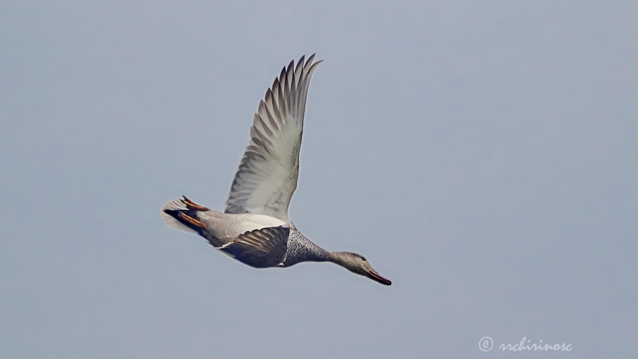 Gadwall