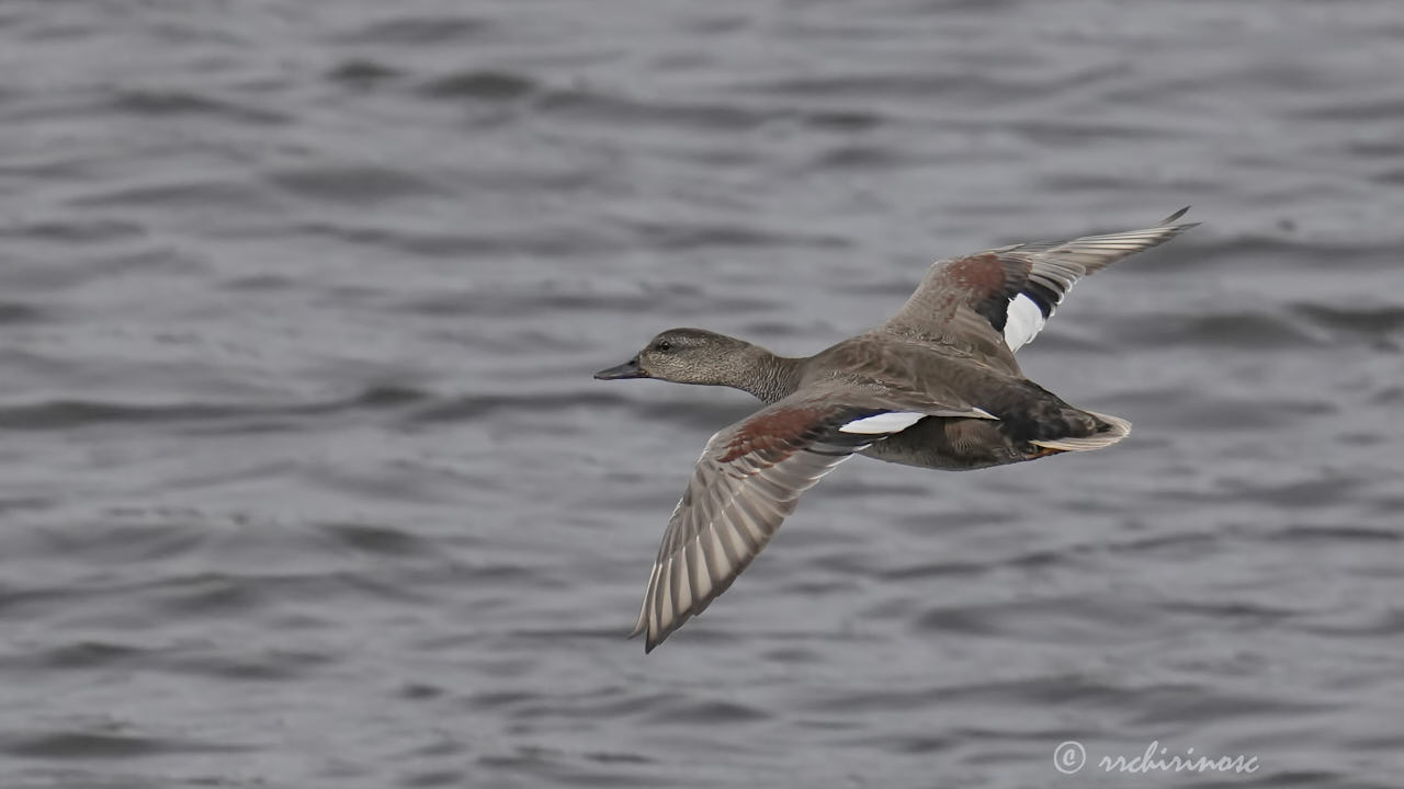 Gadwall