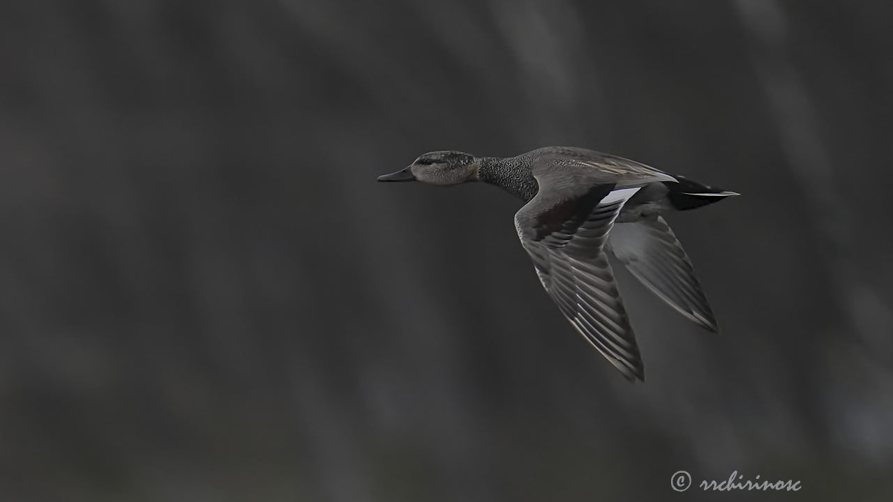 Gadwall