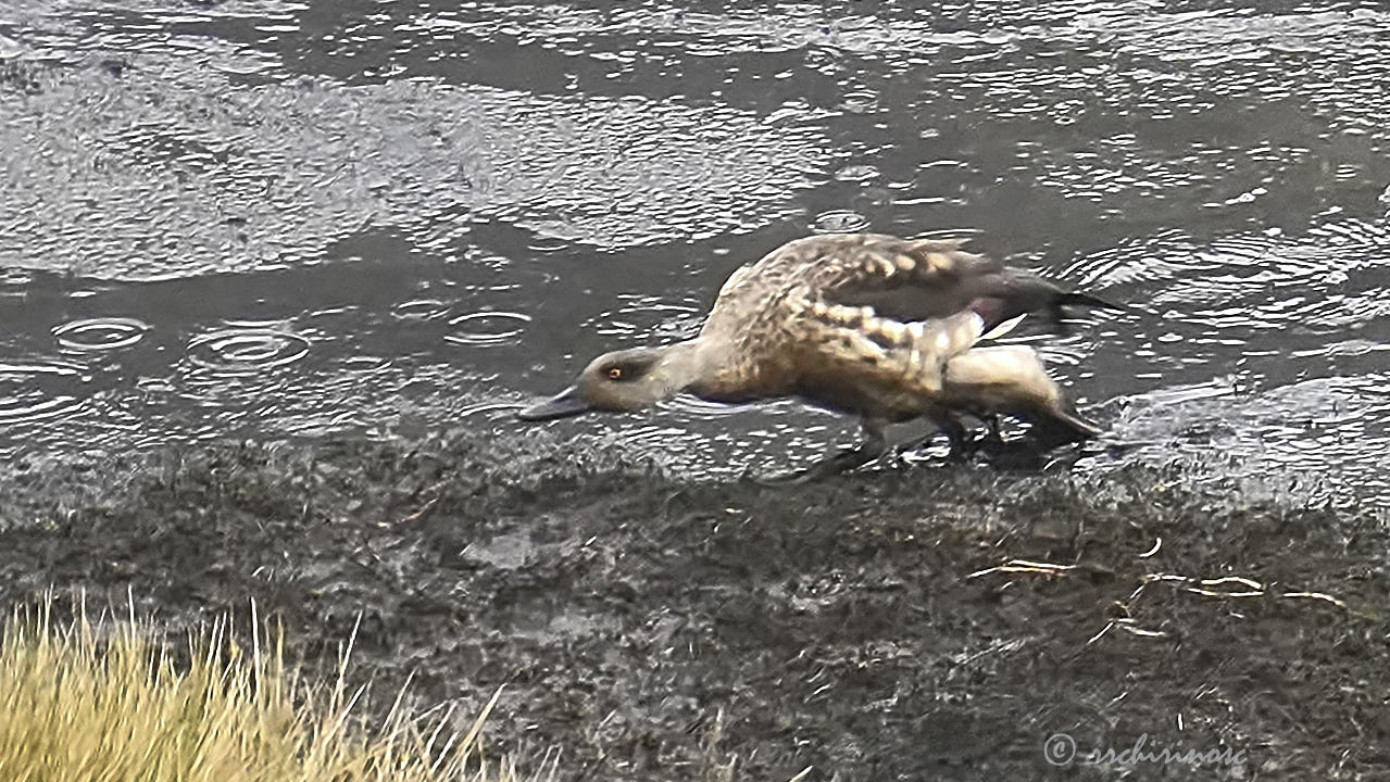 Crested duck