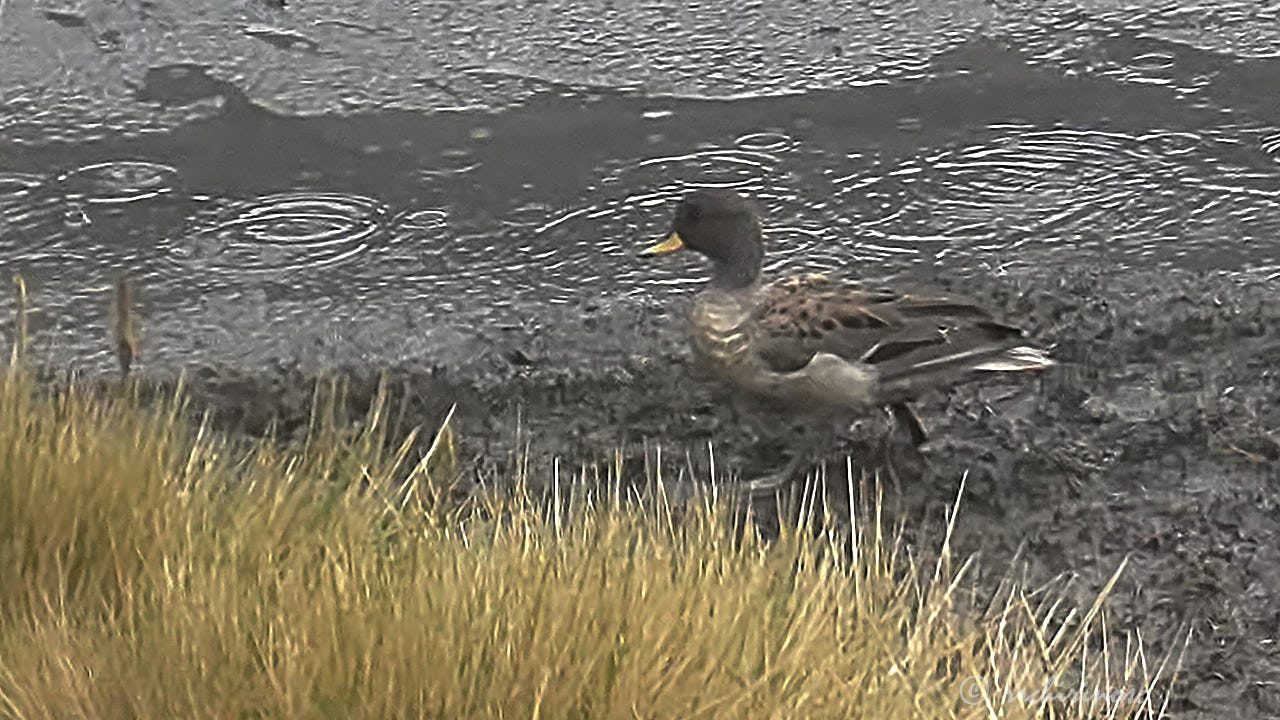 Yellow-billed teal