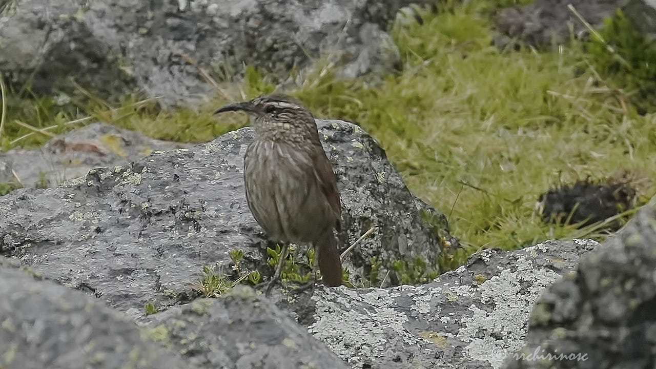 Striated earthcreeper