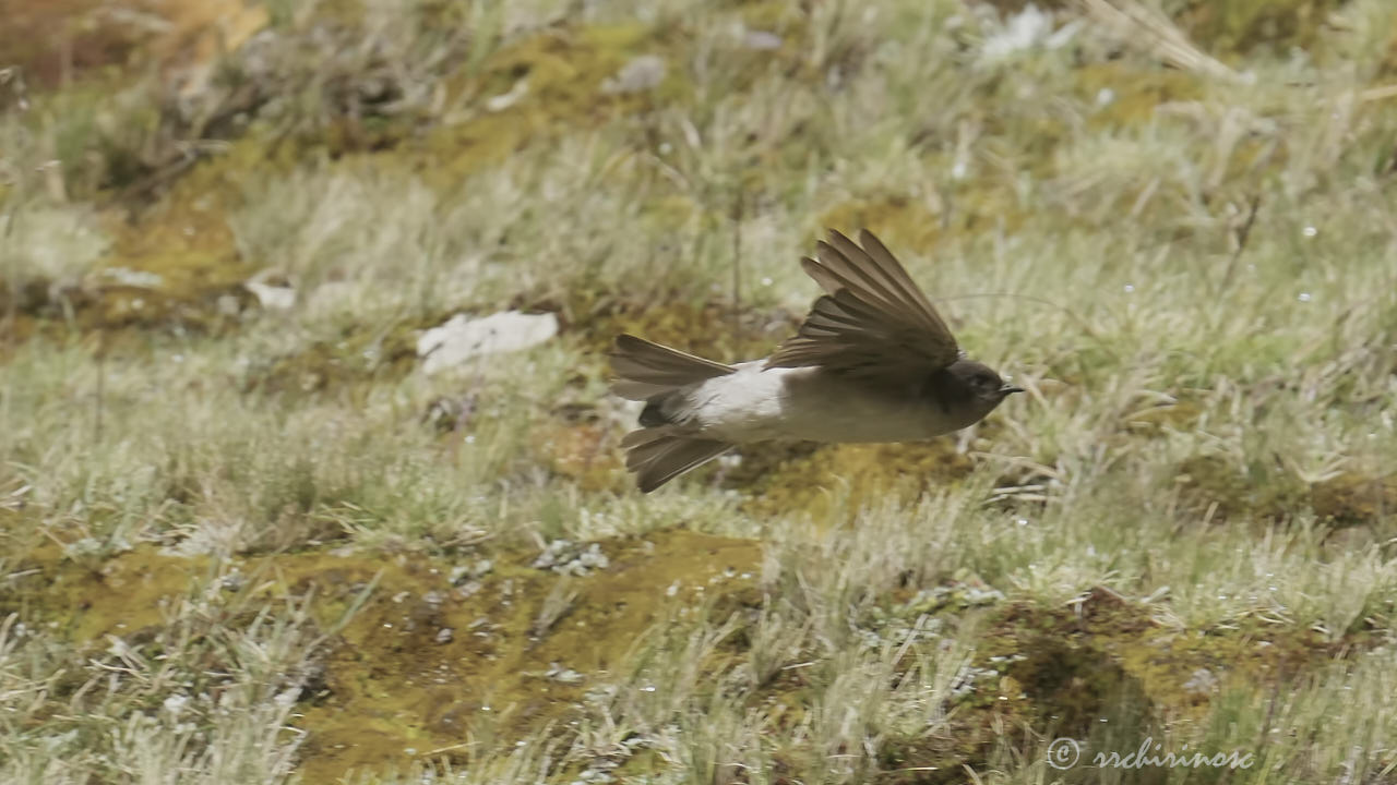 Andean swallow