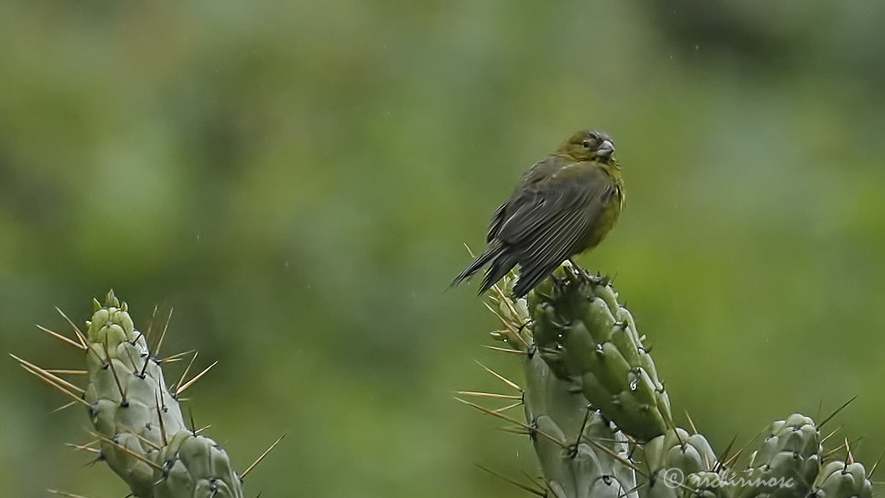 Greenish yellow finch